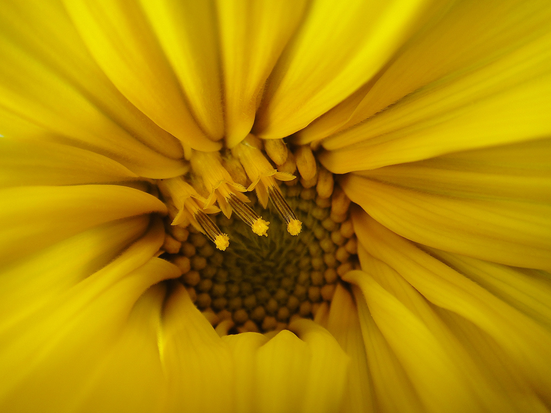 Image of Helianthus annuus specimen.