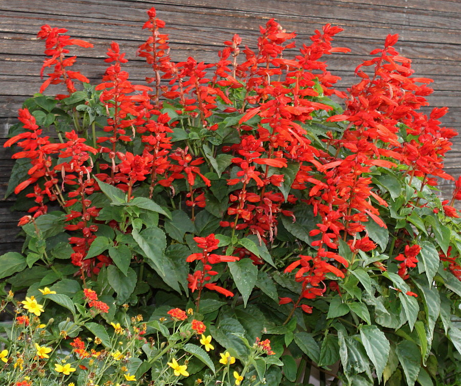 Изображение особи Salvia splendens.