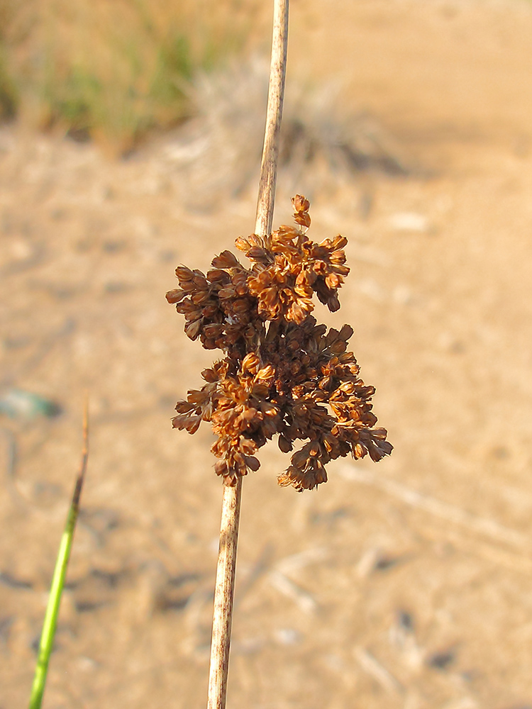 Изображение особи Juncus effusus.