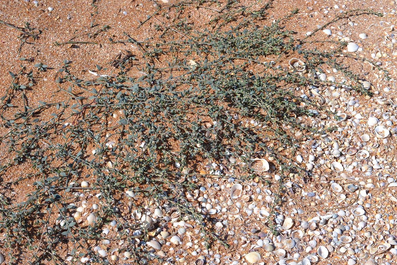 Image of Polygonum arenastrum specimen.