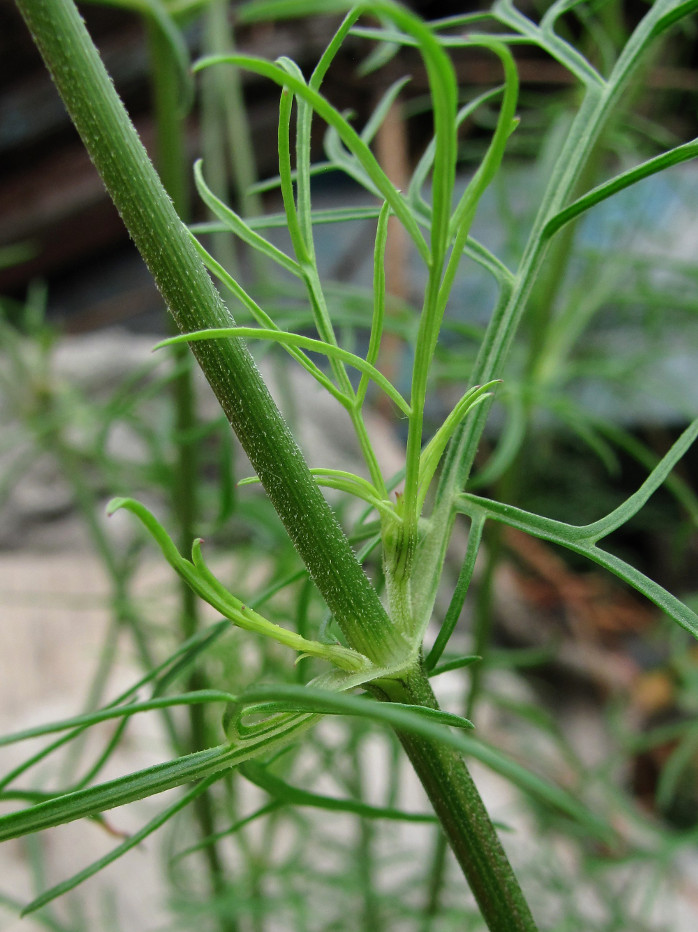 Image of Cosmos bipinnatus specimen.