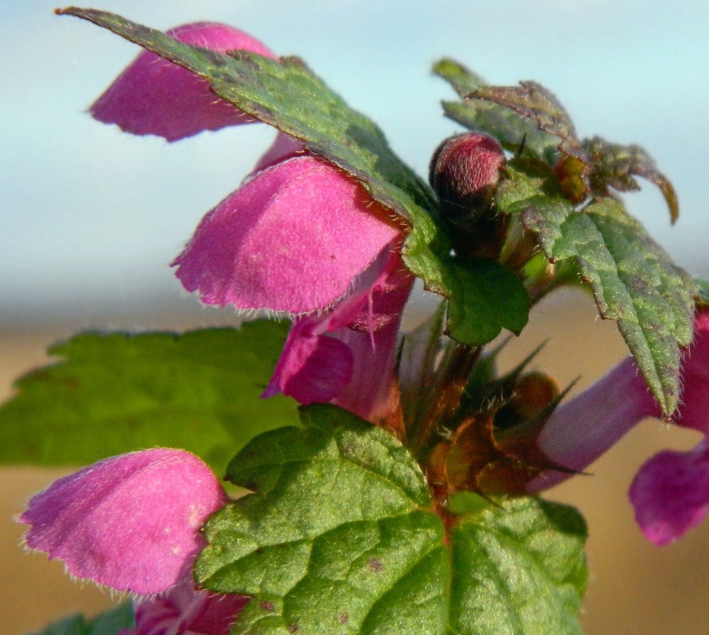 Изображение особи Lamium purpureum.