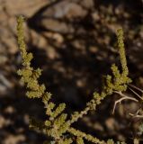 Salsola cyclophylla