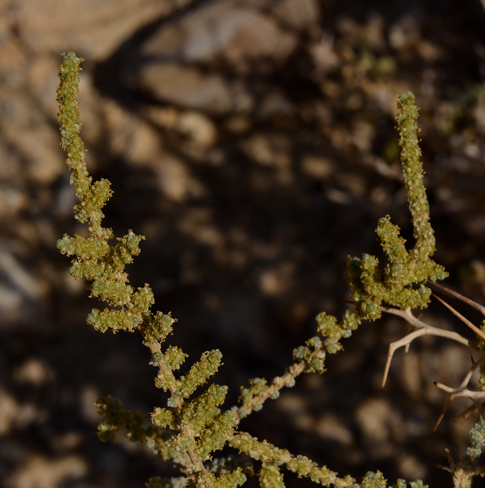 Изображение особи Salsola cyclophylla.