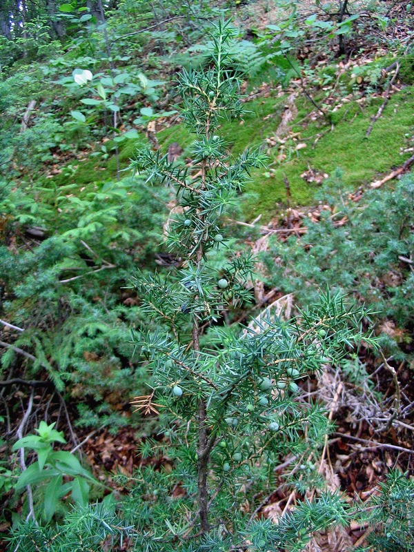 Изображение особи Juniperus communis.