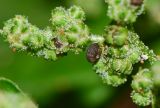 Chenopodiastrum murale