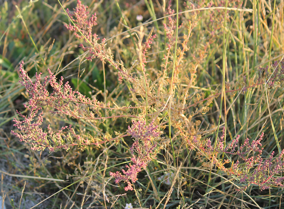 Image of Suaeda prostrata specimen.