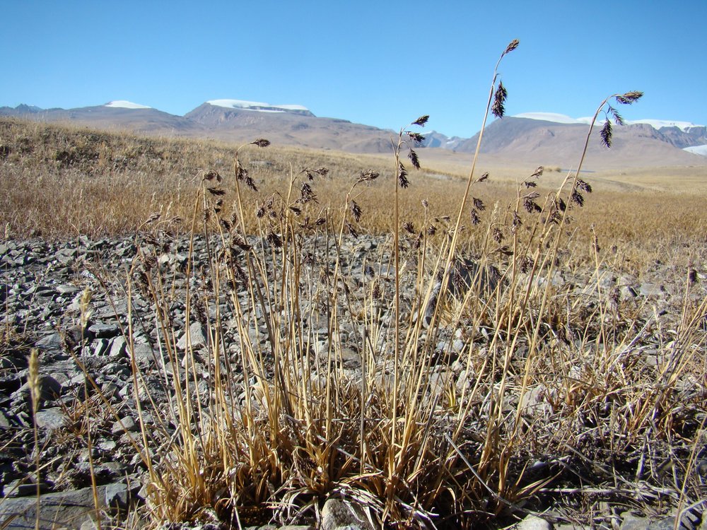 Изображение особи Carex atrofusca.