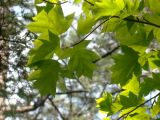 Sorbus torminalis