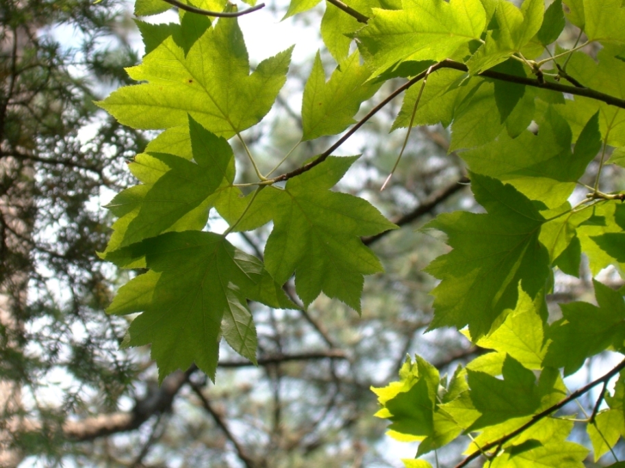 Image of Sorbus torminalis specimen.