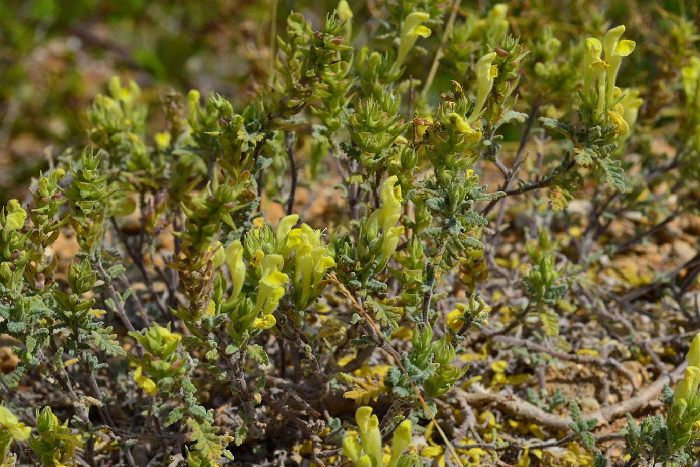 Изображение особи Scutellaria orientalis.