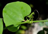 Smilax excelsa