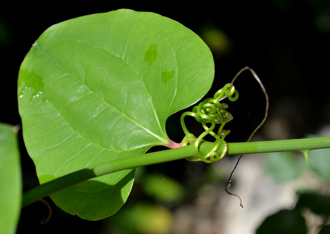 Изображение особи Smilax excelsa.