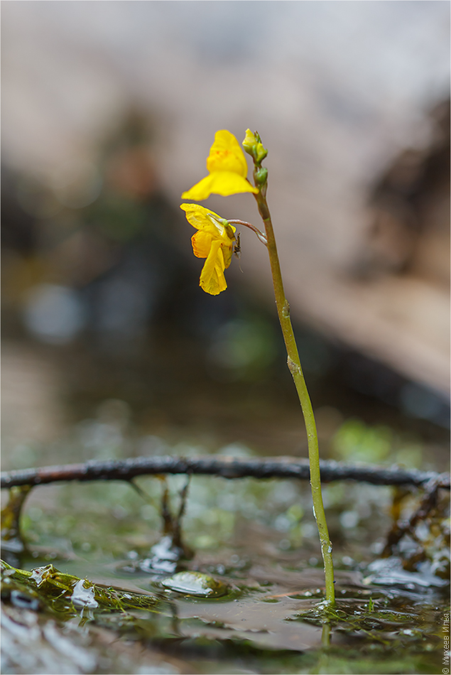 Изображение особи Utricularia australis.