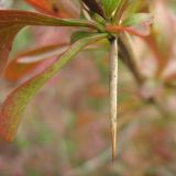 genus Berberis