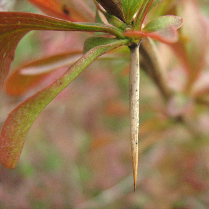 Image of genus Berberis specimen.