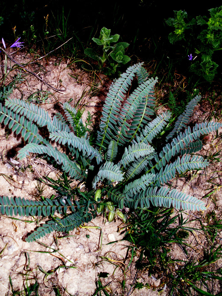 Изображение особи Astragalus atrovinosus.