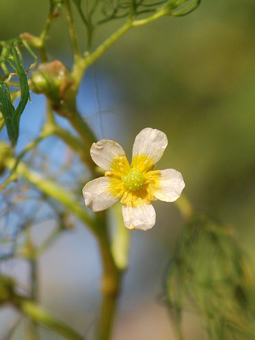 Изображение особи Ranunculus trichophyllus.