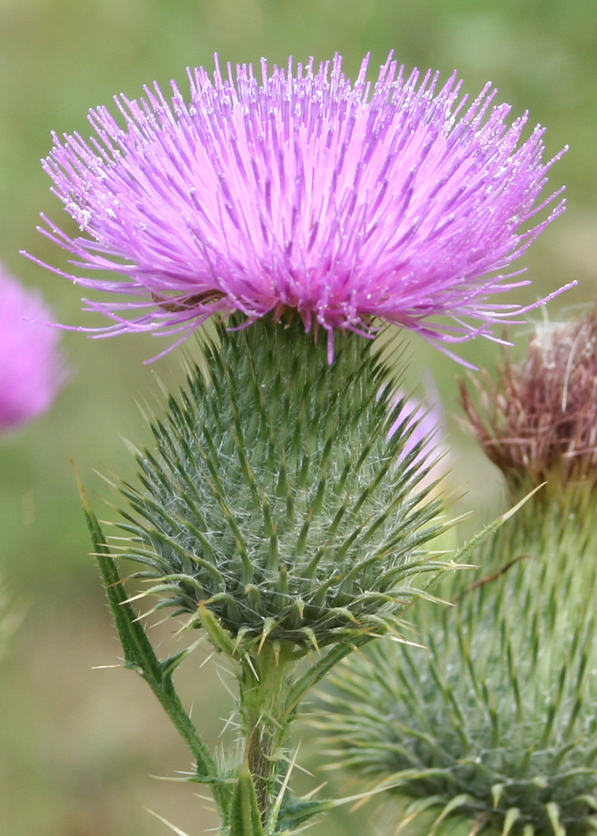 Изображение особи Cirsium vulgare.