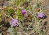 Centaurea diffusa. Веточка с нераспустившимися и распустившимися соцветиями. Восточный Казахстан. г. Усть-Каменогорск, на стадионе, в 300 м от правого берега р. Иртыш. 08.07.2013.