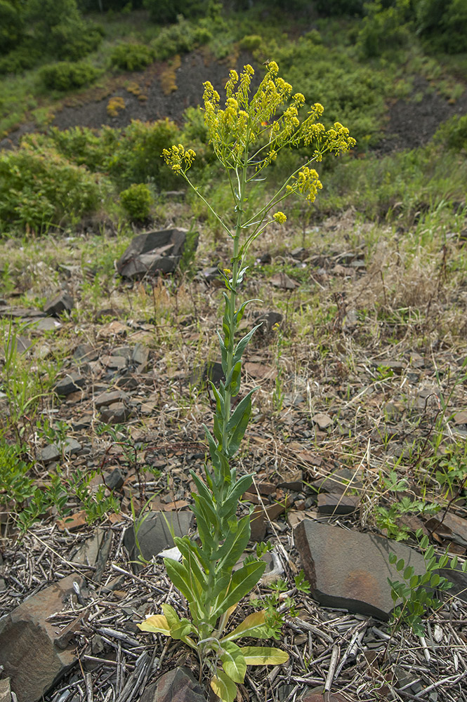 Изображение особи Isatis tinctoria var. yezoensis.