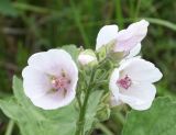 Althaea officinalis. Цветки на верхушке растения. Восточный Казахстан, Уланский р-н, окр. с. Украинка, луг. 11.07.2012.