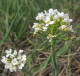 Noccaea macrantha. Верхушка побега с соцветием с цветками и завязавшимися плодами. Краснодарский край, г. Новороссийск, пер. Волчьи ворота, степь на склоне горы. 19.04.2014.