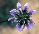 Psoralea bituminosa