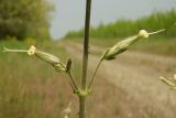 Silene viscosa