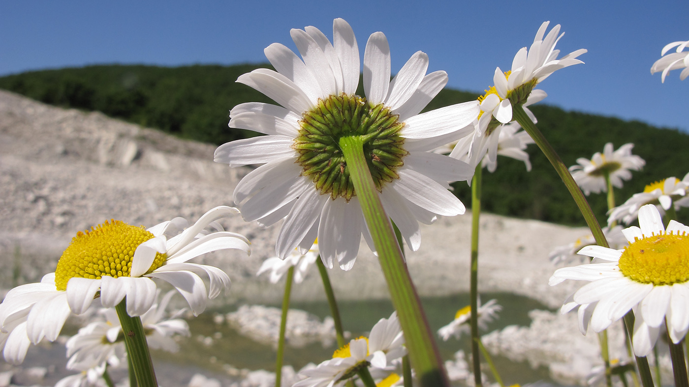 Image of Leucanthemum vulgare specimen.