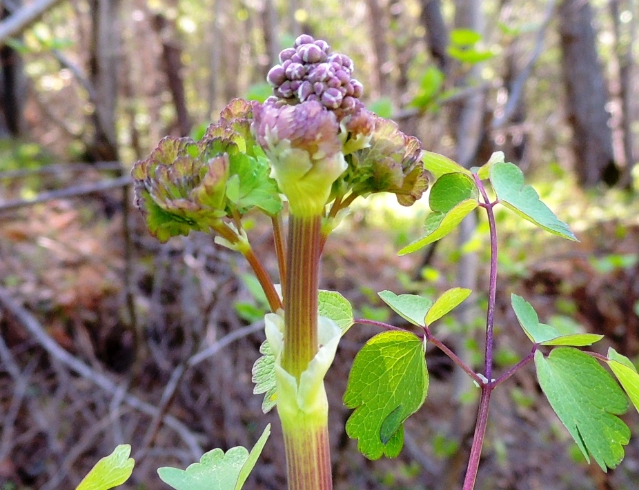 Изображение особи Thalictrum contortum.