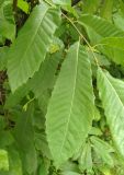 Castanea sativa. Листья. Украина, Львовская обл., Дрогобычский р-н, г. Трускавец, в культуре. 15.06.2014.