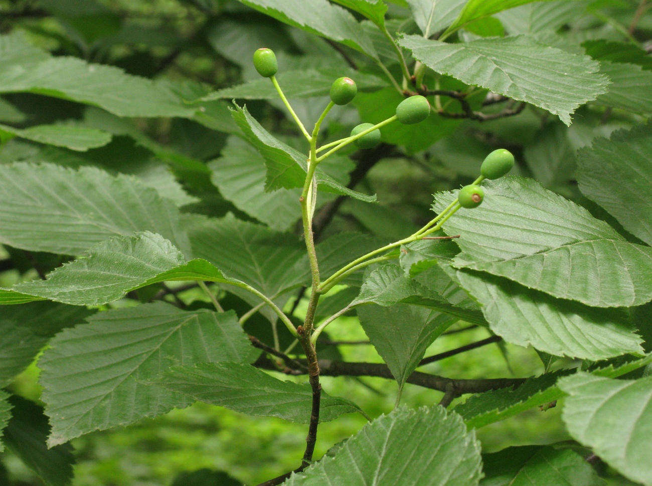 Image of Sorbus alnifolia specimen.