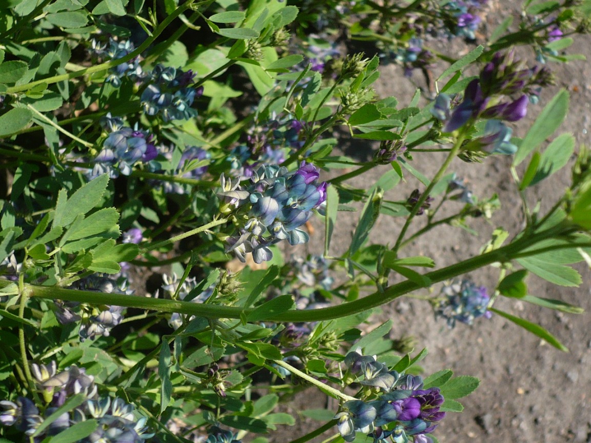 Image of Medicago × varia specimen.