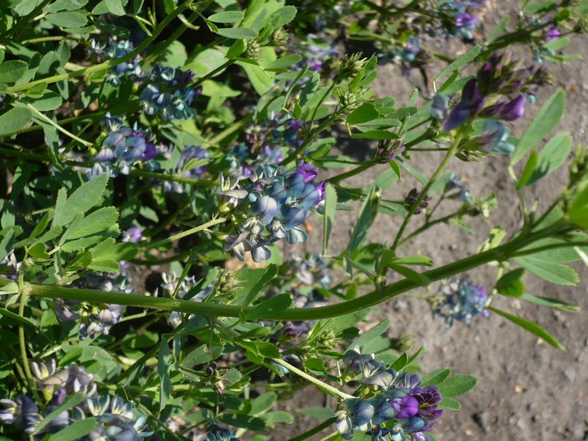 Image of Medicago &times; varia specimen.