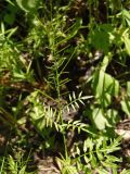 Cardamine impatiens. Соплодие с завязавшимися плодами. Украина, Львовская обл., Дрогобычский р-н, г. Трускавец, Помярки, лес, обочина дороги. 06.06.2014.