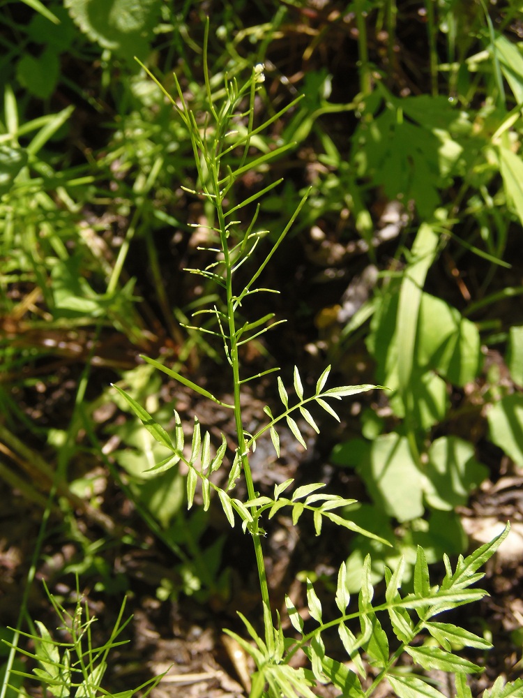 Image of Cardamine impatiens specimen.