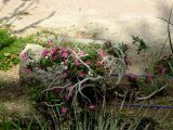 Adenium obesum