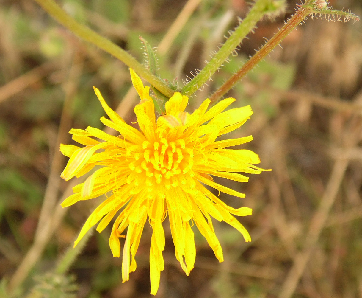 Image of Crepis rhoeadifolia specimen.