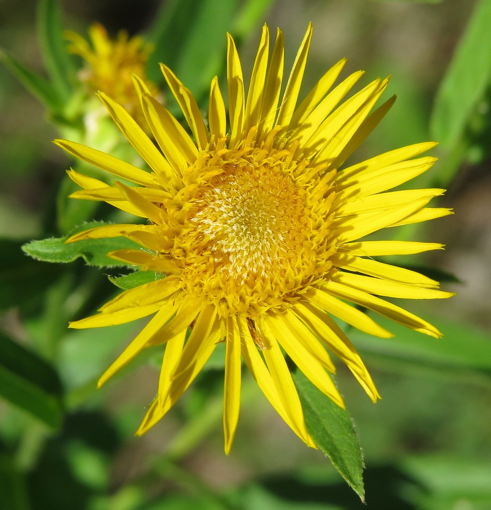 Image of Inula salicina specimen.