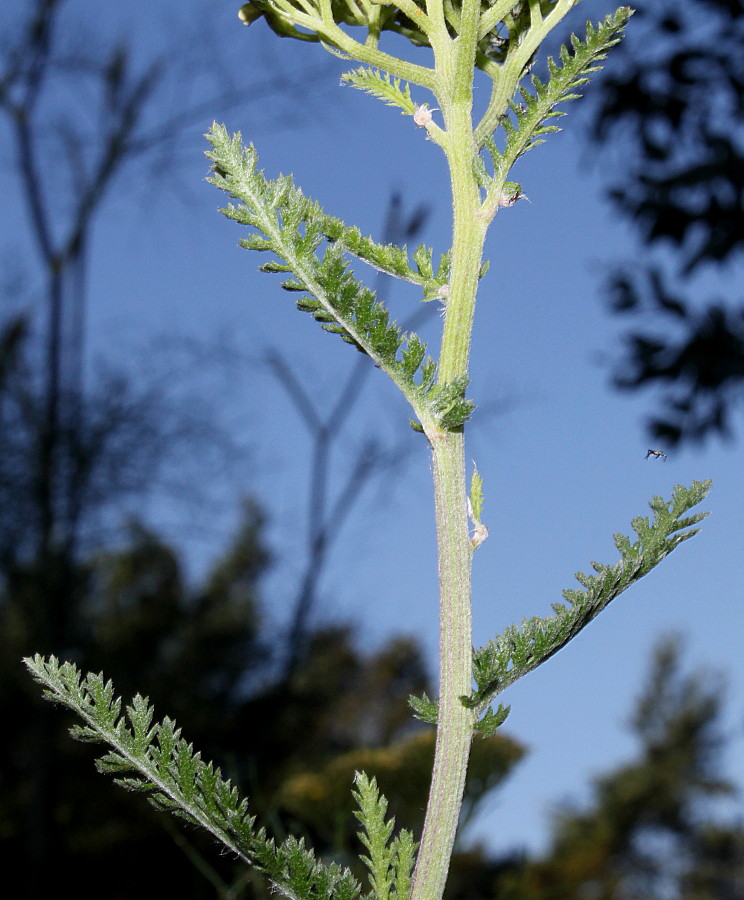 Image of genus Achillea specimen.