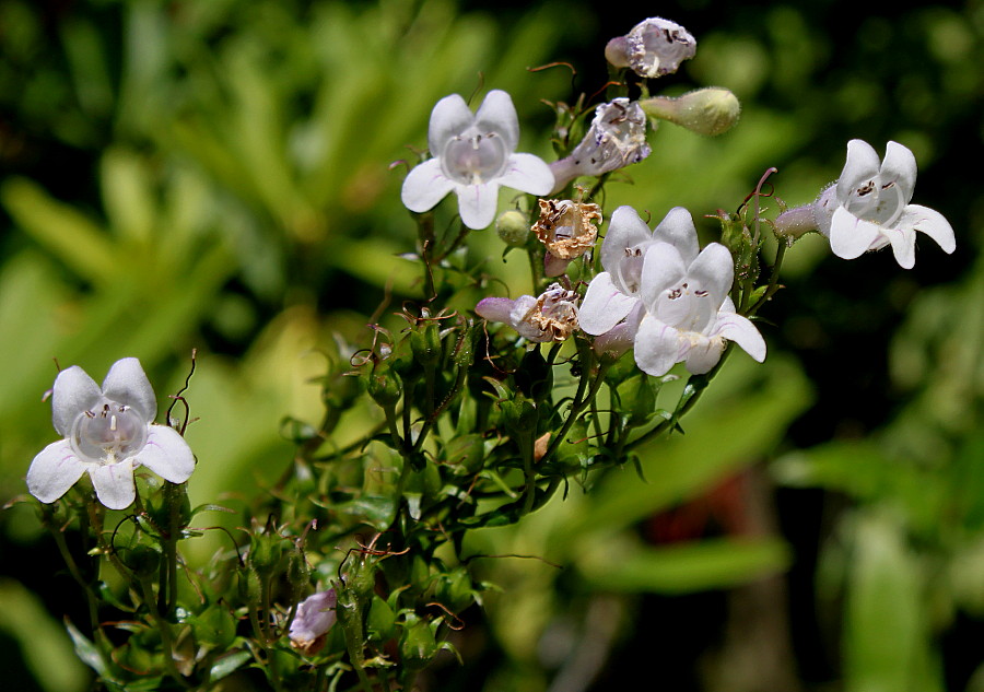 Image of Penstemon attenuatus specimen.