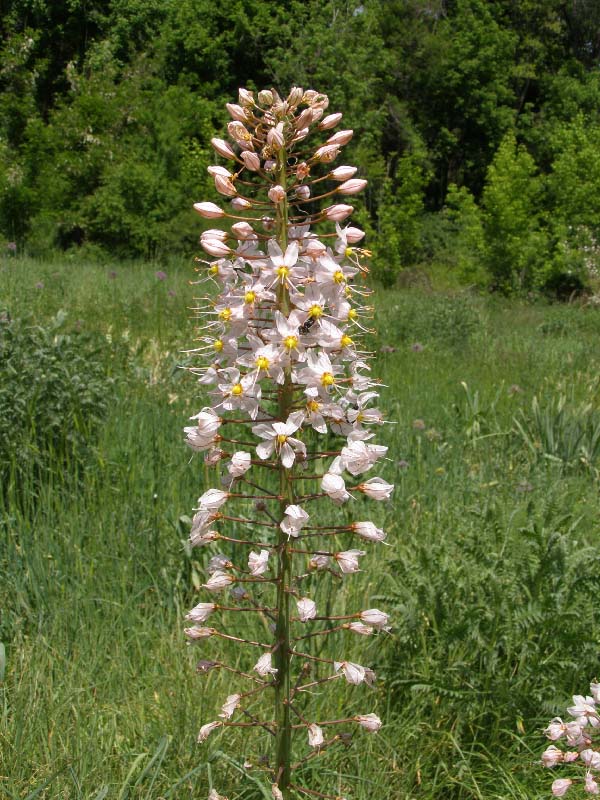 Image of Eremurus aitchisonii specimen.