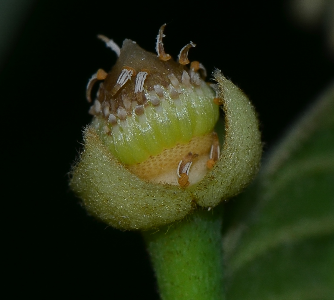 Image of Annona × atemoya specimen.
