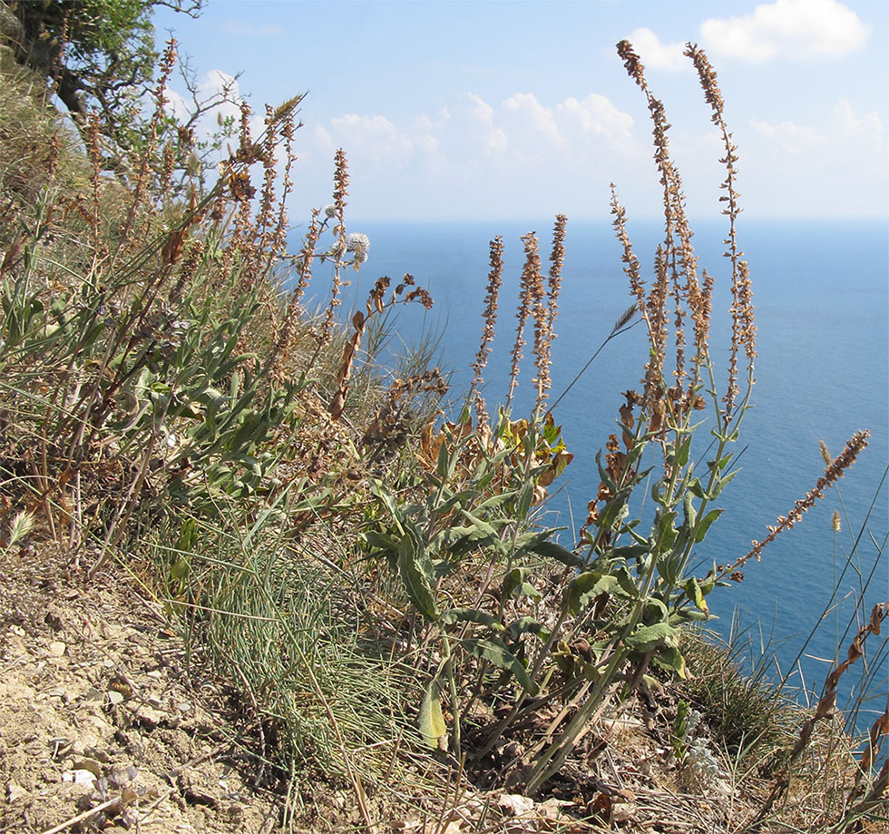 Image of genus Salvia specimen.