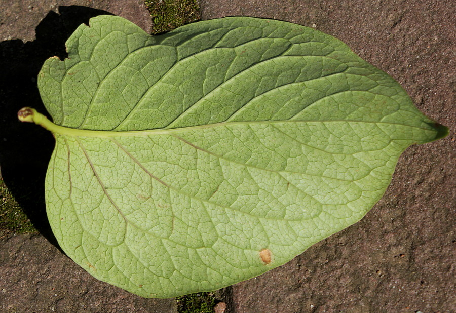 Image of Syringa reticulata specimen.