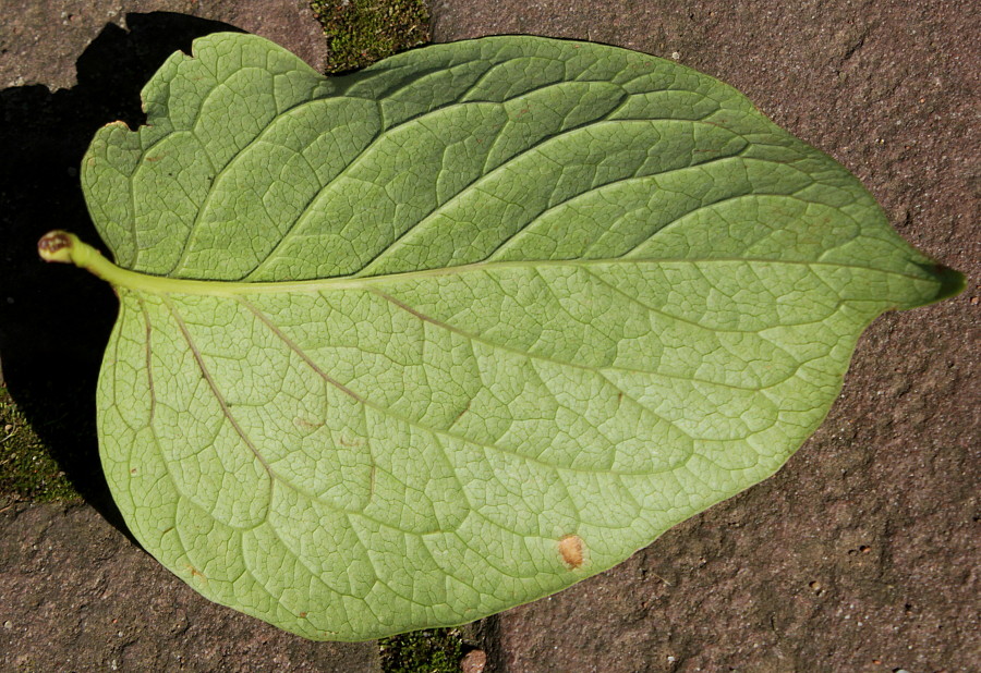 Изображение особи Syringa reticulata.