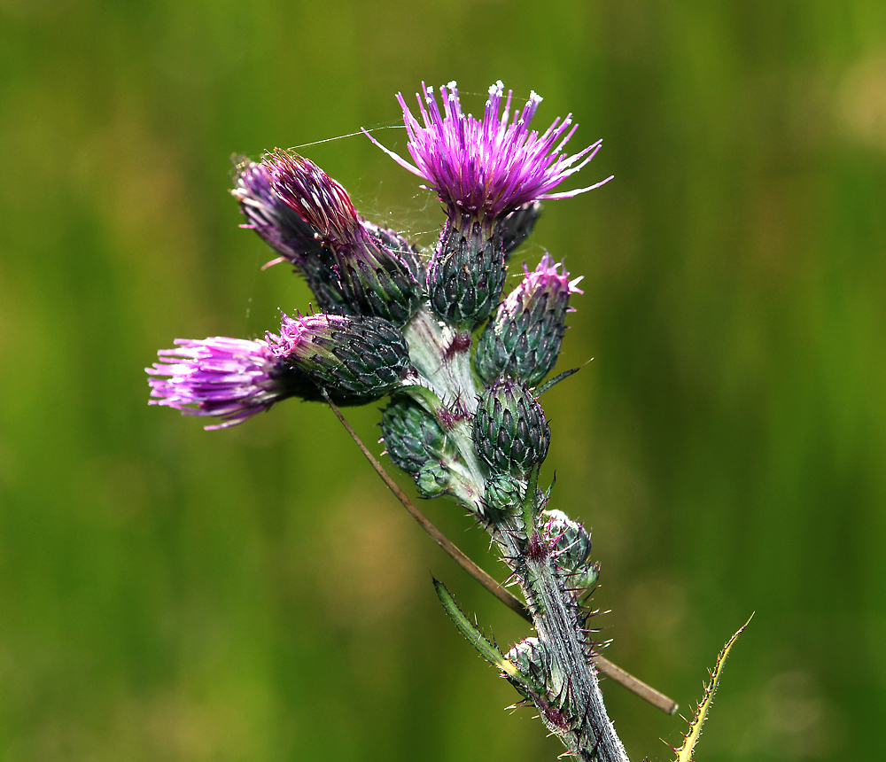 Image of Cirsium palustre specimen.