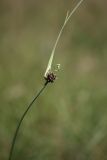 Allium oleraceum. Побег с распускающимся соцветием. Белгородская обл., окр. пос. Борисовка, остепнённый луг на склоне боровой террасы у р. Ворскла. 29.06.2009.