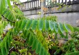 Robinia pseudoacacia. Листья с каплями растаявшего снега. Московская обл., ж.-д. станция Люберцы-2, рудеральное местообитание. 17.10.2014.